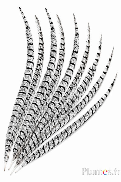Fasan Lady Armherst - 75-85 cm - natur